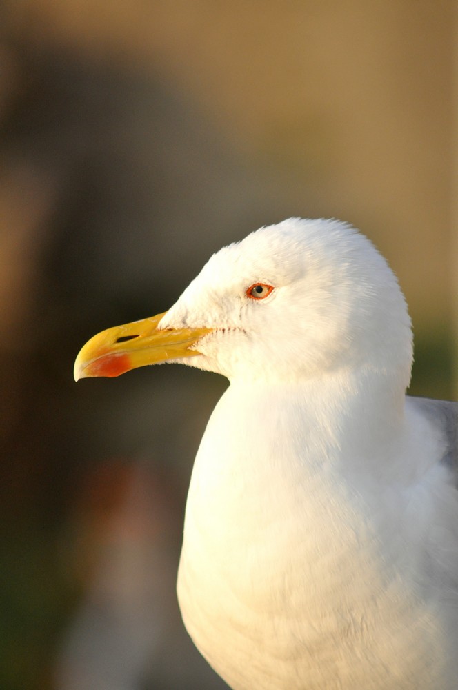 identificazione gabbiani